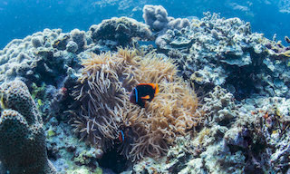 The House Reef diving site