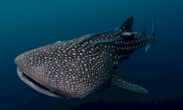 Whale-sharks diving
