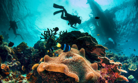 Why coral reefs are so colorful?